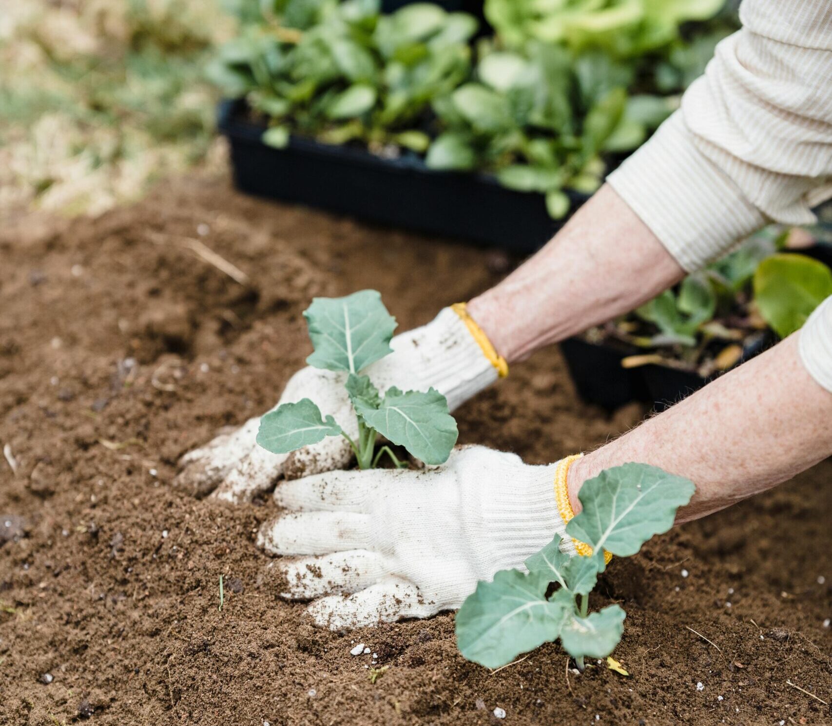 A woman planting on the garden plot